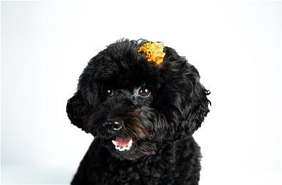 热门乙女游戏新作《终远的威尔修 -ErroR:salvation-》公开预购及限定特典！